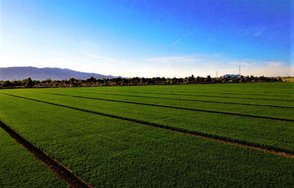 Cultivo De Alfalfa