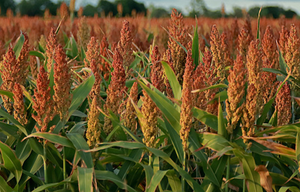 Cultivo de Sorgo